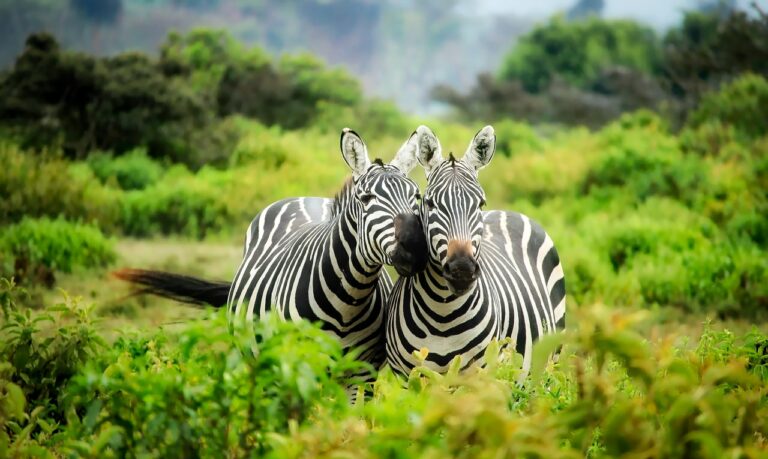 Cheapest .Africa Domain Names In South Africa